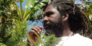 La plantación de marihuana de Bob Marley