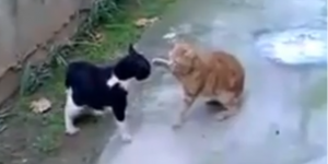 Una épica pelea de gatos