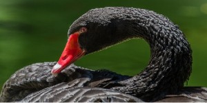 ¿Conoces la teoría del cisne negro?