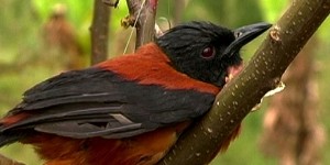 El Pitohuí es el único pájaro venenoso del mundo